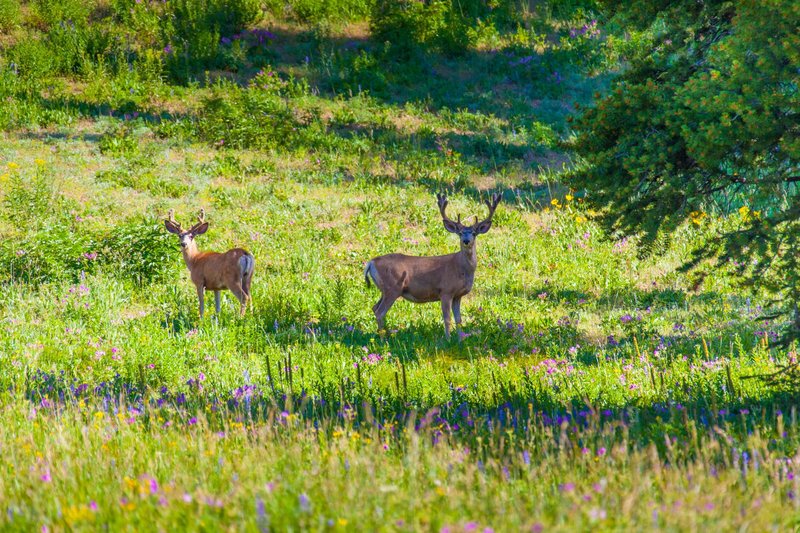 Two wild deer standing in a vibrant flower-filled meadow in Yellowstone National Park.