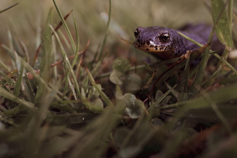 A small salamander emerges from the grass in Vilt, Netherlands.