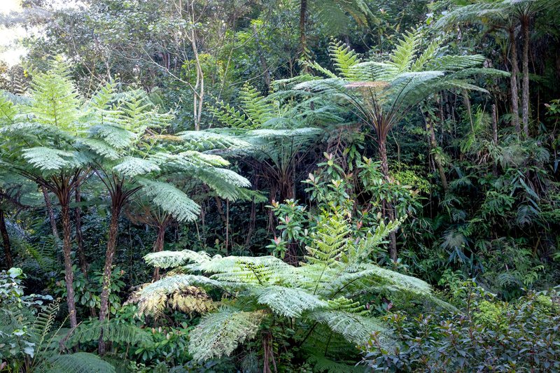 Scenery view of tropical woods with green trees with lush foliage growing in sunlight