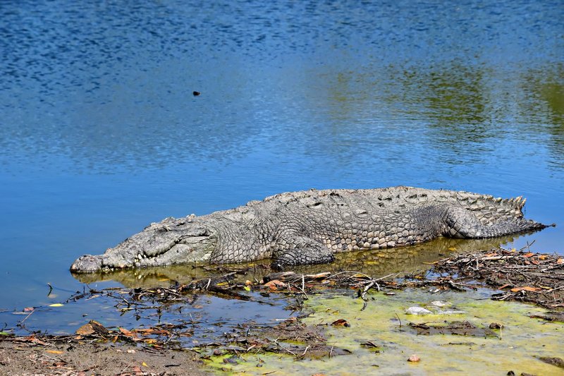 An American crocodile basking on the riverbank in Puerto Vallarta, Mexico. Perfect wildlife moment.