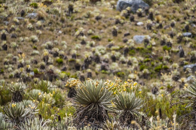 View of Frailejones in Sumapaz Paramo, Cundinamarca, showcasing the unique Andean flora.