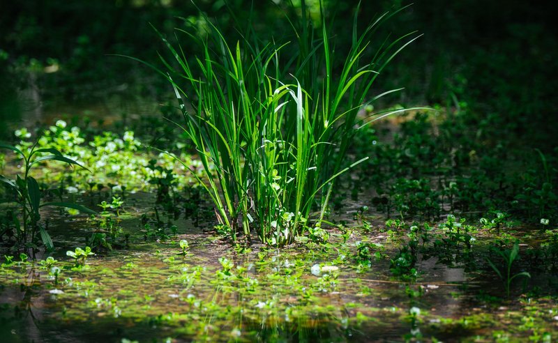 Close-up of lush green marsh plants growing in water, illuminated by sunlight.