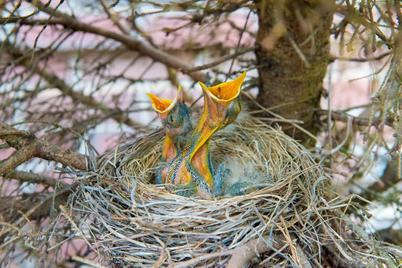 Two baby birds with open beaks in a nest on a tree in Southborough.