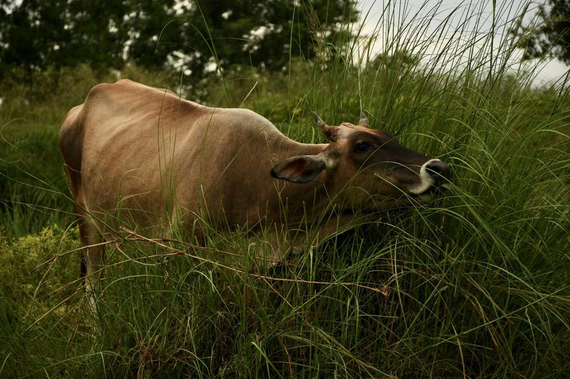 A banteng calmly grazing in a lush meadow under a cloudy sky, capturing serene pastoral life.