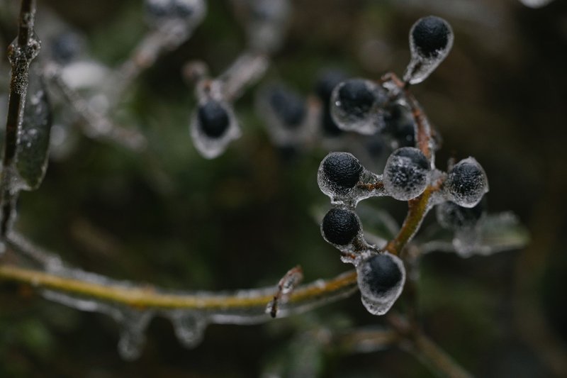 Macro shot of black berries coated with clear ice, showcasing winter's beauty.