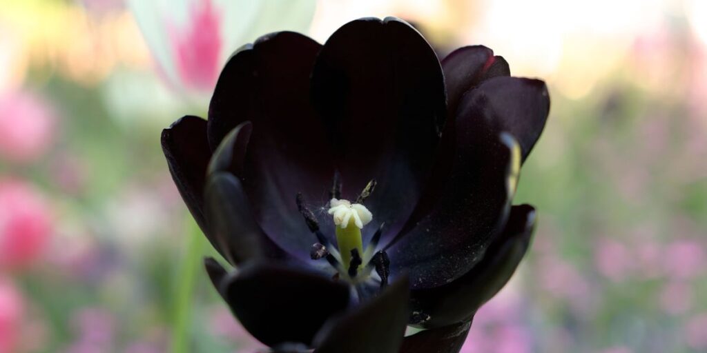 8 Poisonous Black Flowers (and What Makes Them Toxic) - Flora Fauna Fun