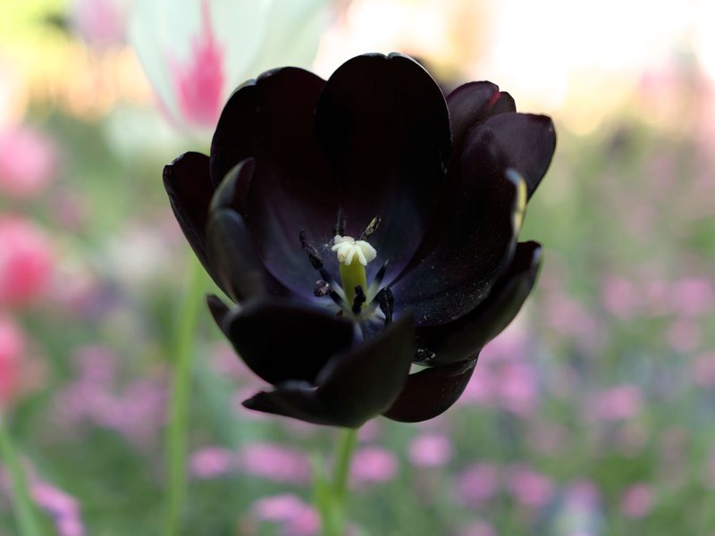 Intimate view of a striking black tulip in a vibrant spring garden, showcasing nature's diversity.