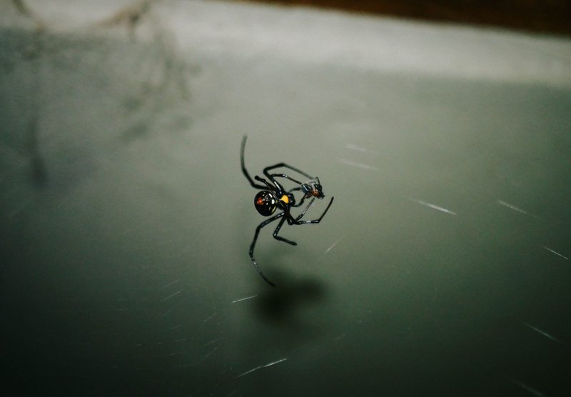 Detailed image of a black widow spider (Latrodectus mactans) suspended on its web.