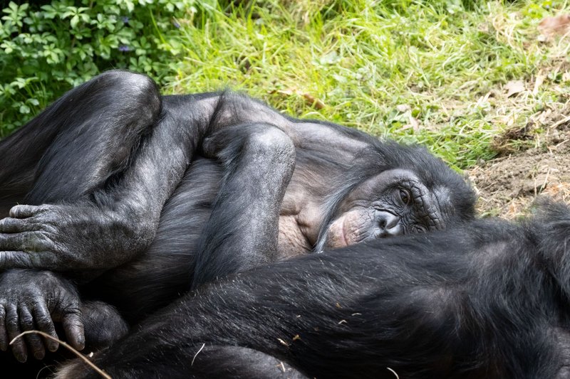 A Bonobo chimpanzee lying relaxed on grass, exuding a serene and peaceful vibe in a natural setting.