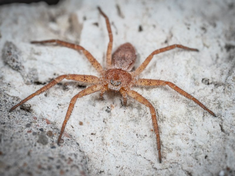Detailed view of a brown desert recluse spider on a natural rock surface.