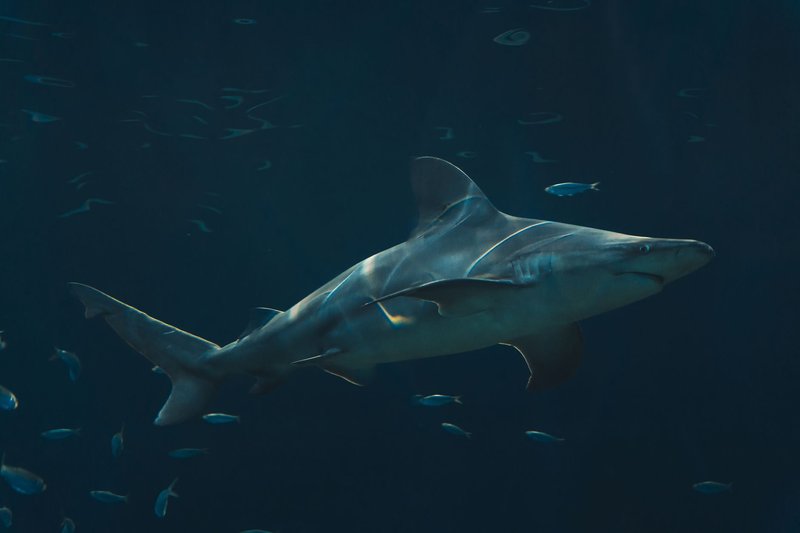 Majestic bull shark gliding through the ocean depths amidst small fish.