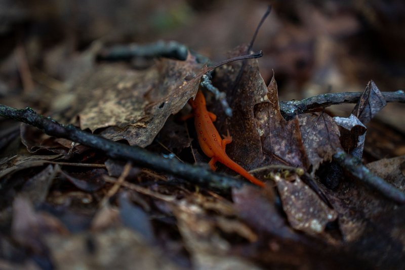 A red salamander camouflaged among dry leaves and twigs on the forest floor.