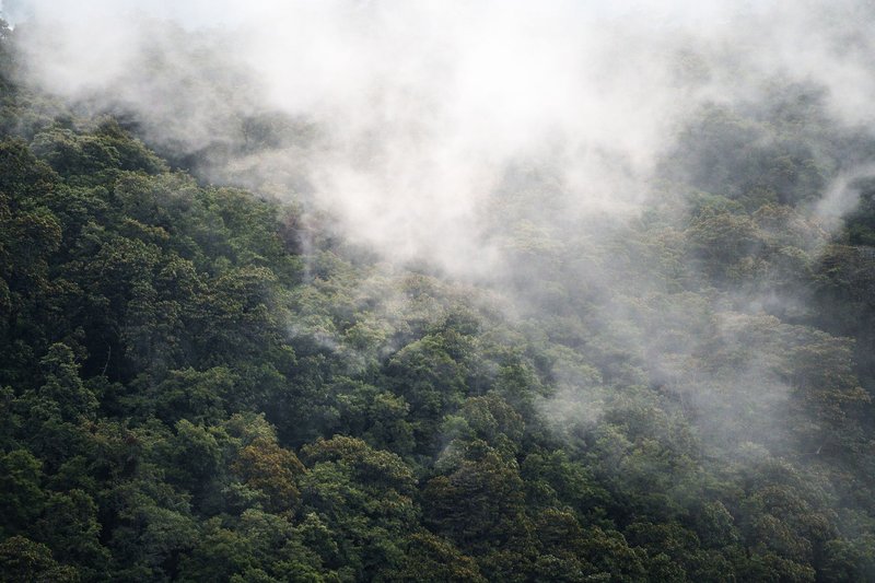 A serene view of a forest canopy enveloped in mist creating a mystical landscape.