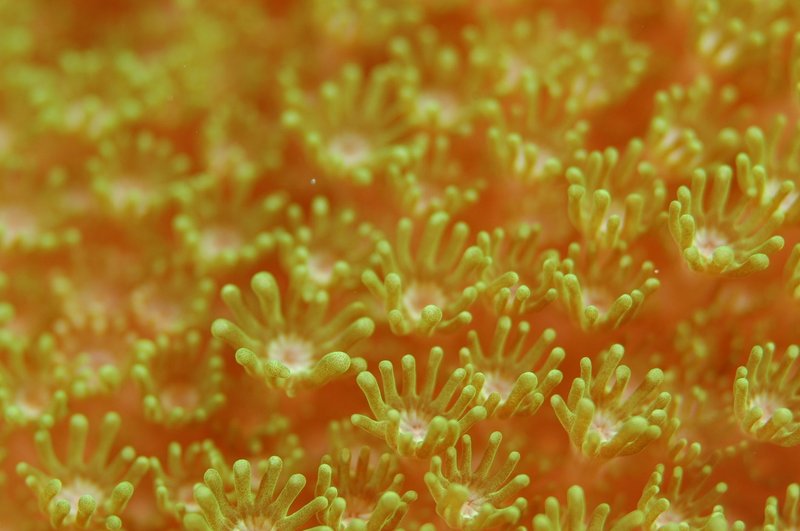 Detailed macro shot of vibrant orange and green sea coral polyps underwater in a marine habitat.