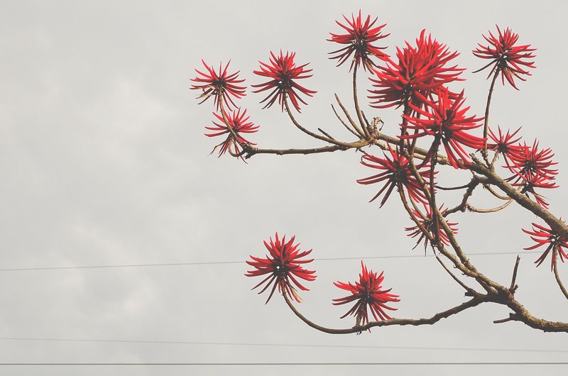 Close-up of flowering Erythrina crysta-galli branches with red blooms against a grey sky.