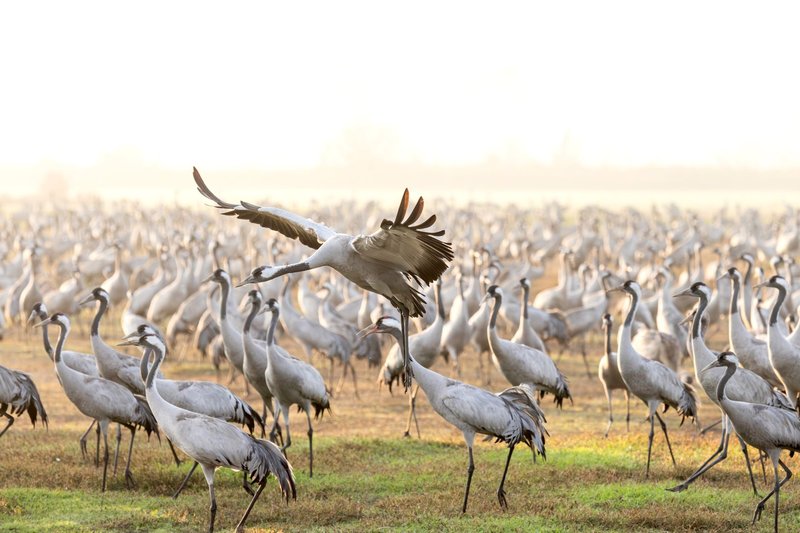 Thousands of cranes assemble in an open field, with one in mid-flight captured beautifully.