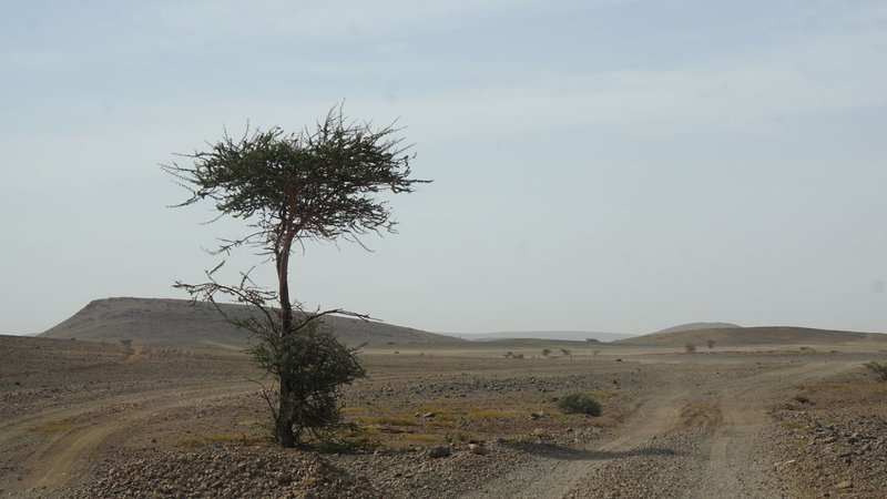 Solitary acacia tree in a vast, barren desert terrain under clear skies.