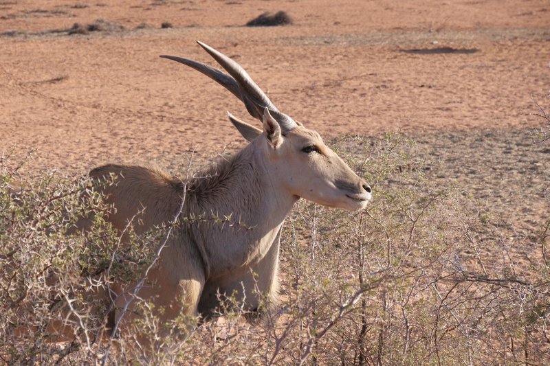 Eland antelope standing in a desert, surrounded by dry vegetation.