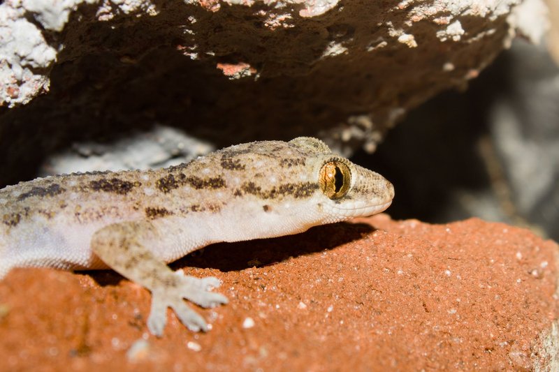 Detailed image of a gecko basking on a red rock under natural sunlight.