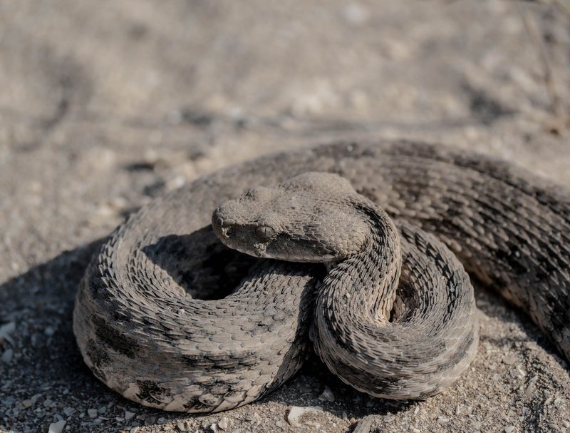A detailed view of a Lebanon viper camouflaged in sandy surroundings.