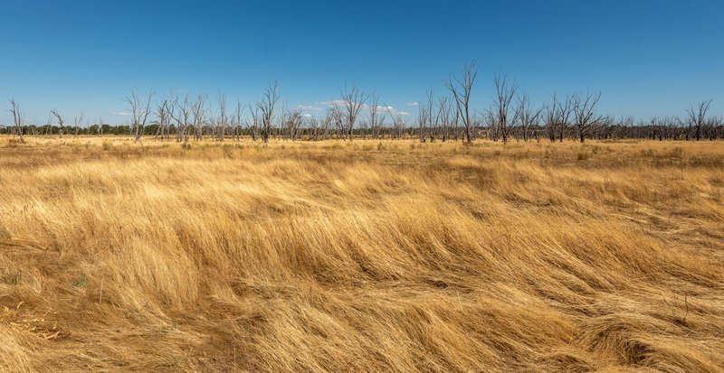 Vast dry grassland with bare trees stretching under a clear blue sky, highlighting drought conditions.