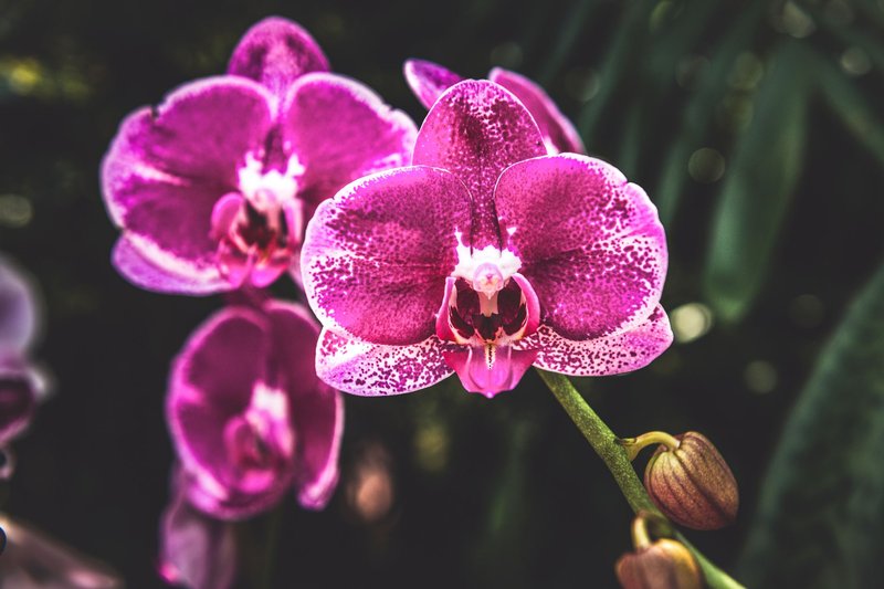 Close-up of vibrant purple Phalaenopsis orchids in full bloom against blurred foliage.