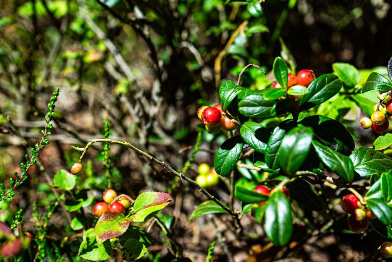 Vivid close-up of ripe red lingonberries growing on a green leafy bush in natural sunlight.