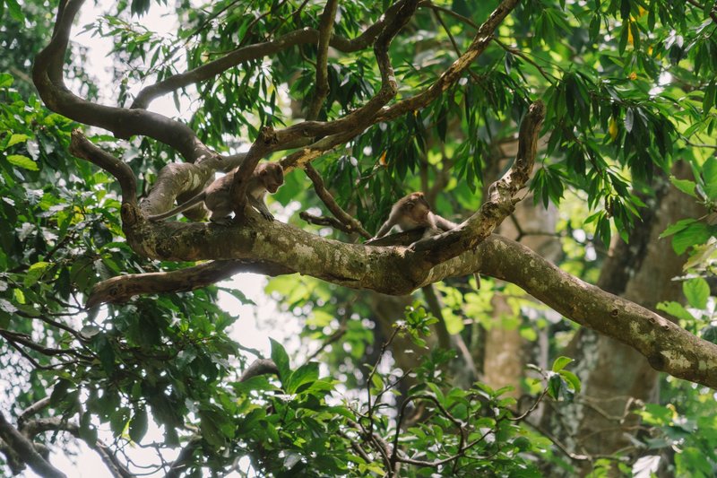 Two monkeys lounging on a tree branch in a vibrant forest setting, showcasing tropical wildlife.
