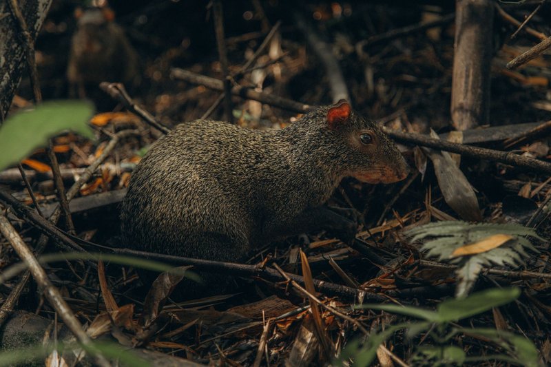 A black agouti foraging on the forest floor amidst dense foliage.