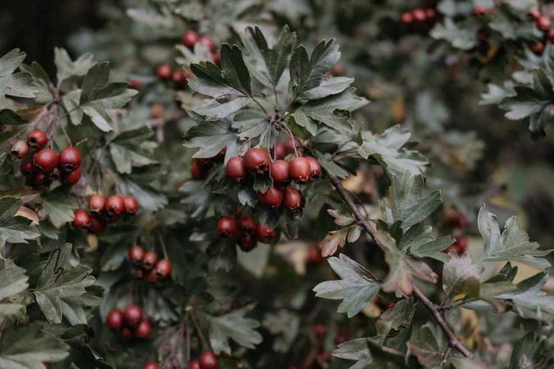 Close-up view of red hawthorn berries amidst lush green leaves, highlighting nature's beauty.