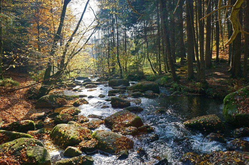 A peaceful autumn stream flowing through a forest with rocks and fallen leaves.