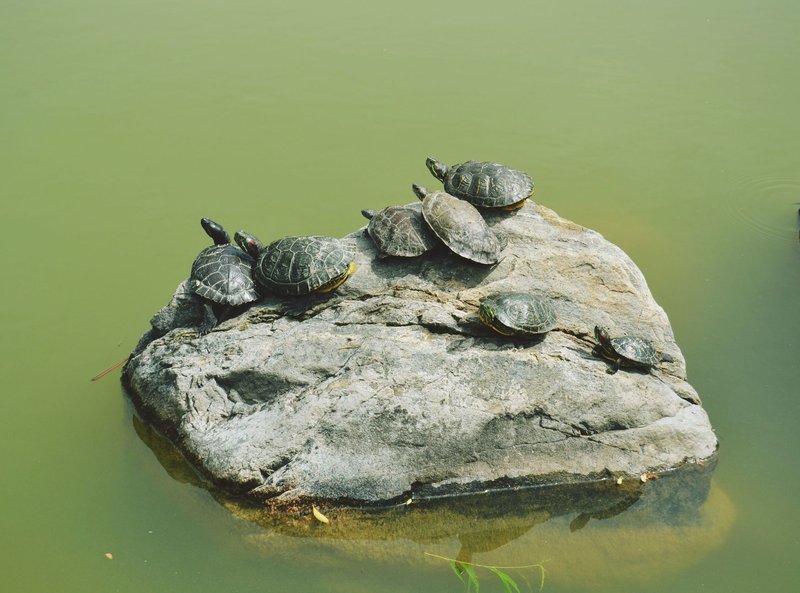 A close-up of turtles basking on a rock in a serene pond setting.