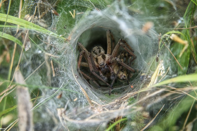 Detailed macro photo of a spider nestled in a web tunnel, showcasing intricate arachnid features.