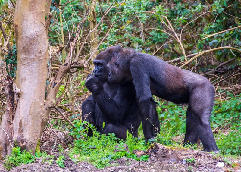 Two adult gorillas in a lush forest setting, showcasing social interaction and natural behavior.