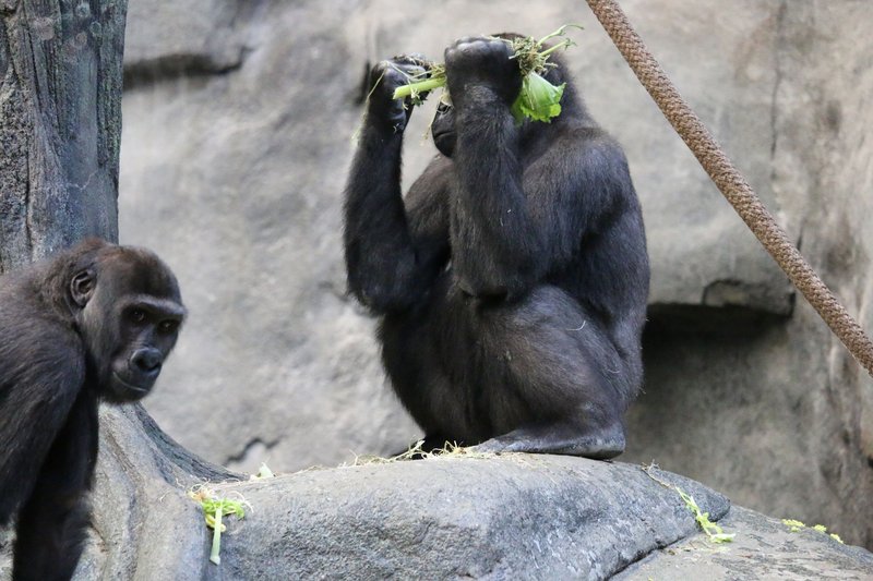 Two gorillas in a zoo environment interact while eating fresh leaves.