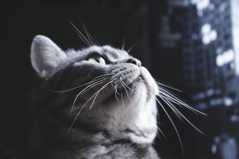 Adorable gray tabby cat looking up with focus on face and whiskers.