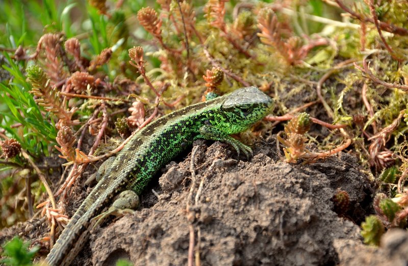 Close-up of a vibrant green lizard perched on earthy terrain among plants.