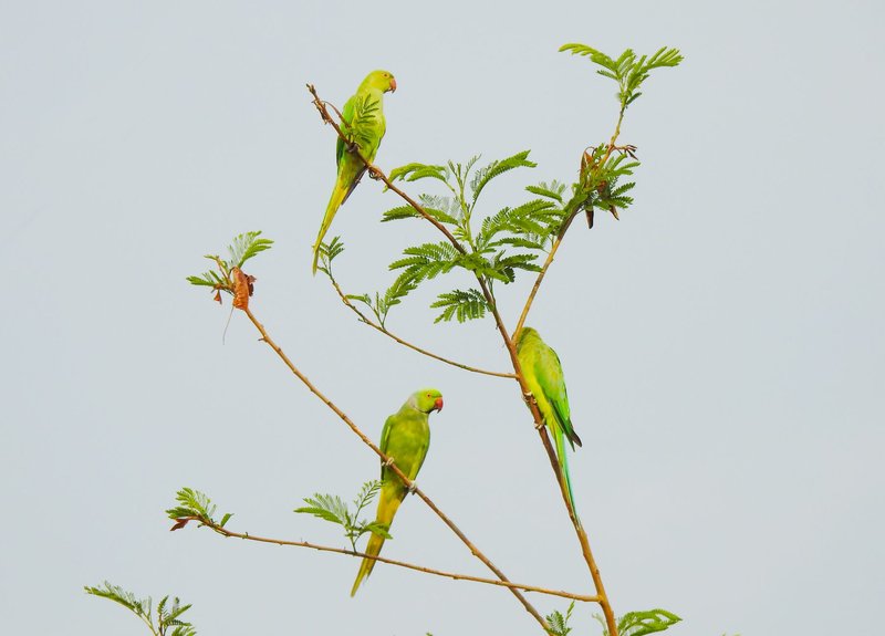 Vibrant green parakeets perch on tree branches in natural habitat, showcasing vivid plumage.