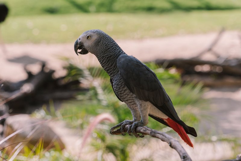Beautiful African grey parrot perched outdoors, showcasing exotic wildlife feathers.