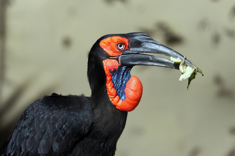 Close-up of a southern ground hornbill holding prey, showcasing its vibrant features and natural behavior.