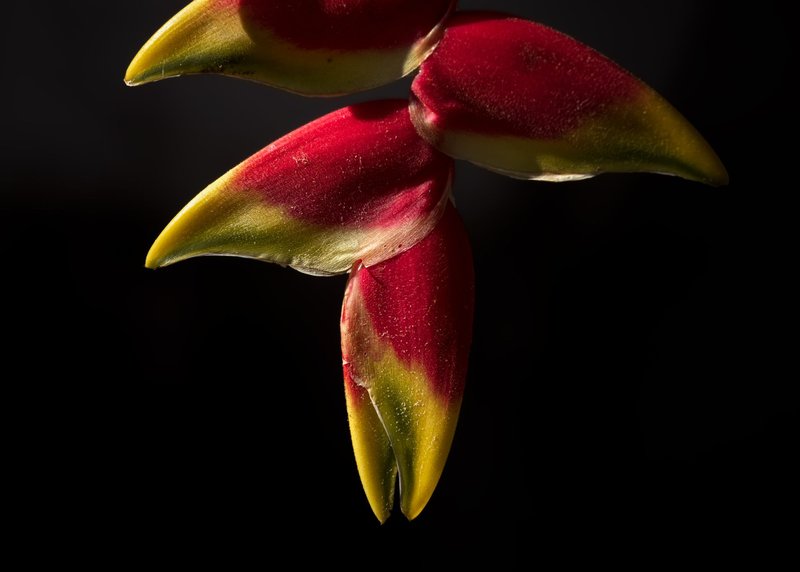 Close-up of a vibrant Heliconia flower against a black background, highlighting its vivid colors.