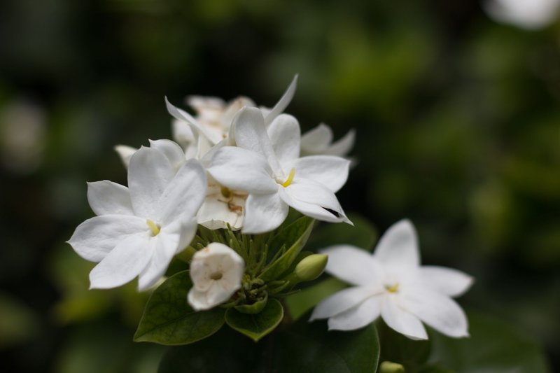 Beautiful white jasmine flowers in full bloom with lush green leaves, captured up close.