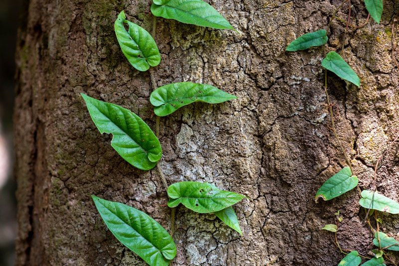 Detailed texture of tree bark adorned with lush green vines in natural sunlight.