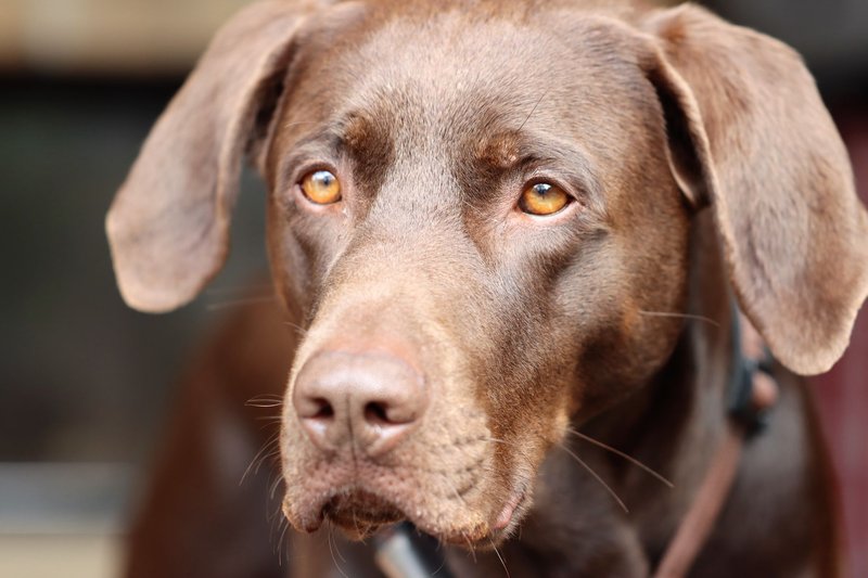 Close-up portrait of a chocolate Labrador retriever with expressive eyes.