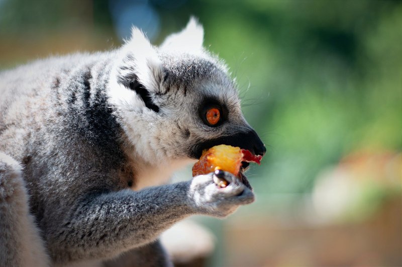 Detailed shot of a ring-tailed lemur savoring a juicy fruit in natural surroundings.