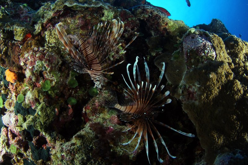 Stunning underwater scene featuring lionfish exploring colorful coral reefs in blue waters.