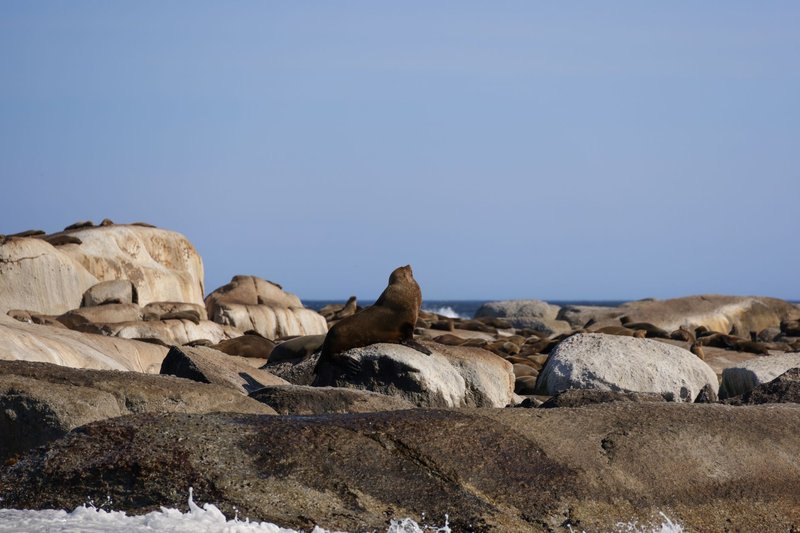 A group of seals basking on rugged rocks by the sea on a clear day, showcasing marine wildlife.