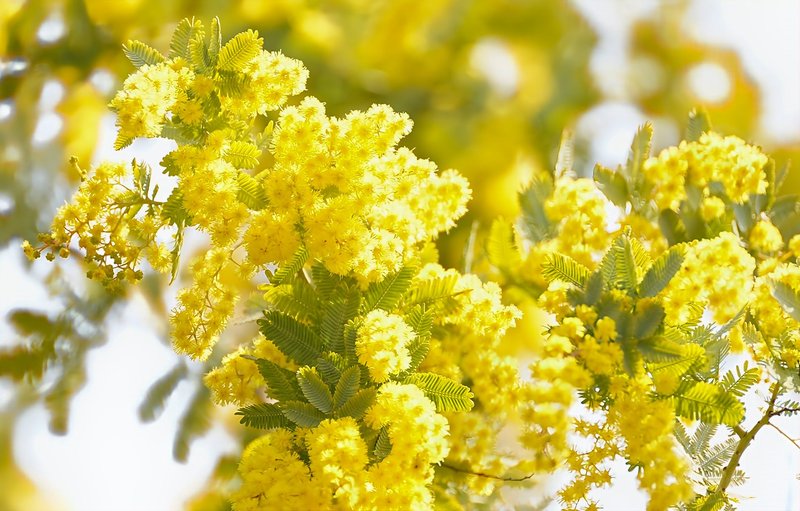 Close-up of vibrant yellow acacia flowers in full bloom during springtime.