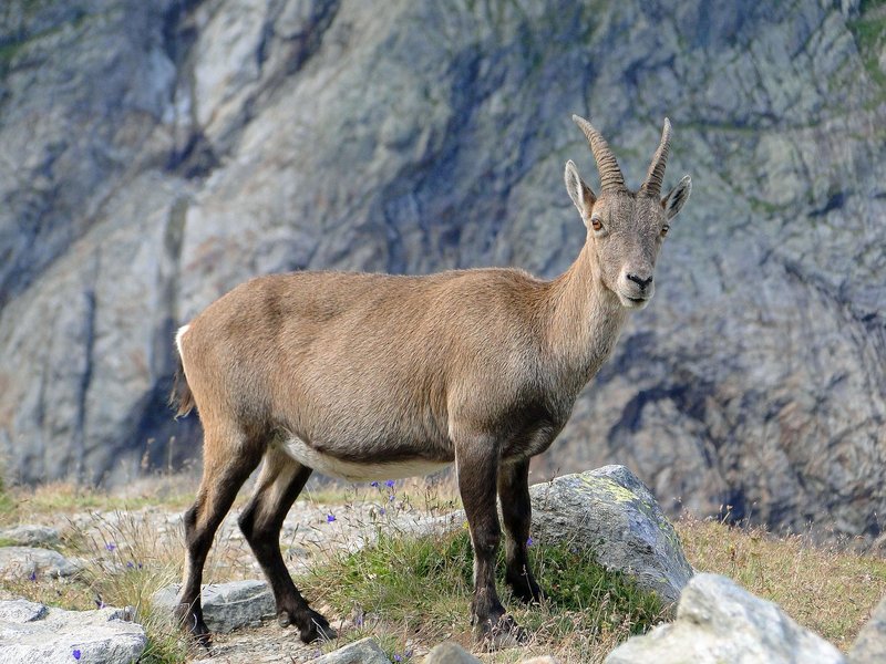Majestic ibex standing on rocky terrain, showcasing its natural beauty in the mountains.