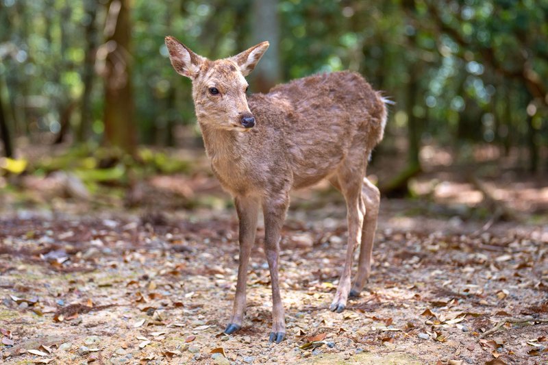 A young deer stands gracefully in a sunlit forest clearing, surrounded by nature.